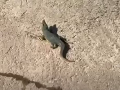 Dopo il leone, il coccodrillo. Non è un safari, ma Ladispoli (ma stavolta era finto)