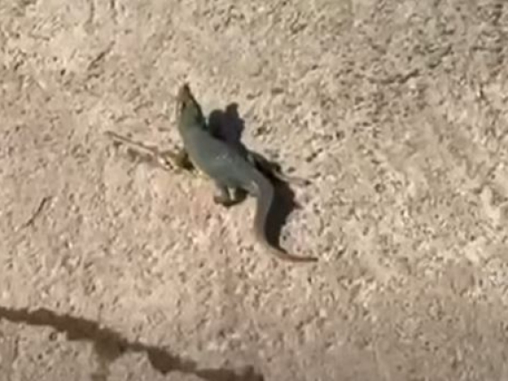 Dopo il leone, il coccodrillo. Non è un safari, ma Ladispoli (ma stavolta era finto)