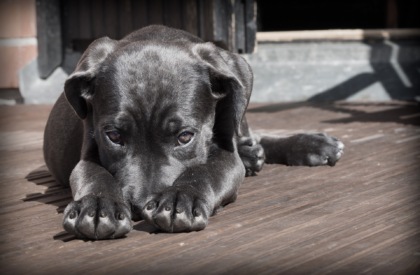 In Svezia lasciare il cane solo in casa può essere reato: fino a 2 anni di carcere per i padroni