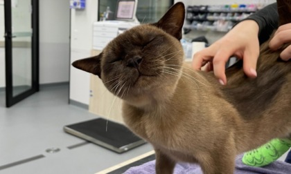 La storia del gatto per un'ora nella centrifuga della lavatrice