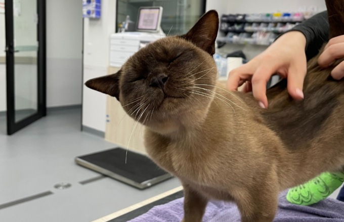 La storia del gatto per un’ora nella centrifuga della lavatrice