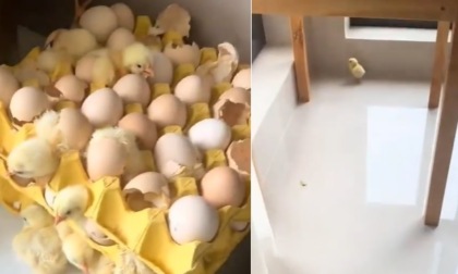 Sta fuori casa due giorni, al ritorno le uova sono diventate... pulcini
