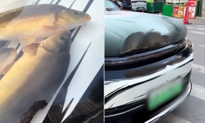 Trasforma il cofano dell’auto in un acquario con pesci e crostacei vivi