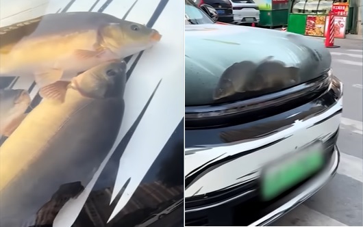 Trasforma il cofano dell’auto in un acquario con pesci e crostacei vivi