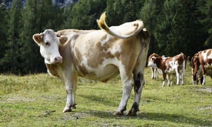 La “super mucca” che ha prodotto 343 litri di latte in tre giorni