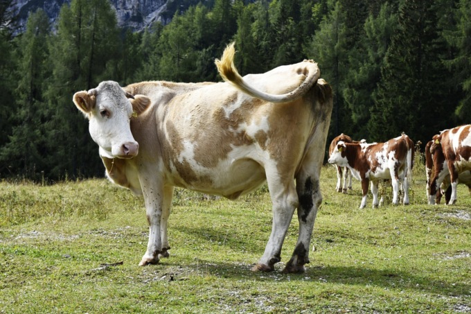 La “super mucca” che ha prodotto 343 litri di latte in tre giorni
