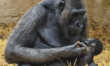 Benvenuto al primo cucciolo di gorilla italiano dopo 50 anni