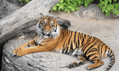 L'appello dello zoo: "Donateci i vostri animali domestici per nutrire i nostri predatori"