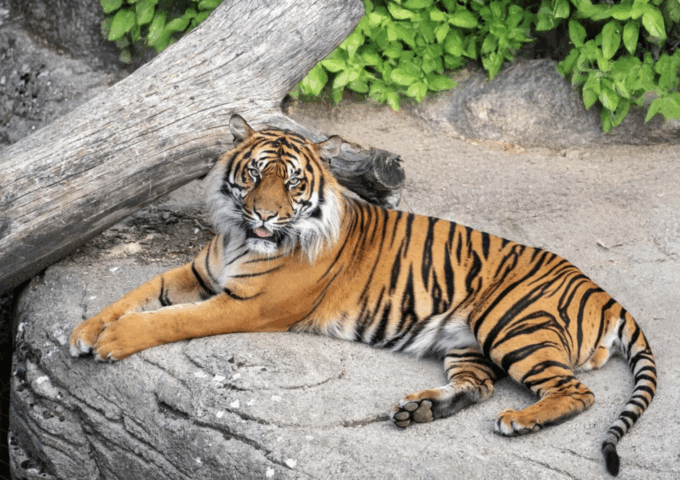 L’appello dello zoo: “Donateci i vostri animali domestici per nutrire i nostri predatori”