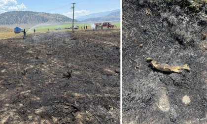 Un pesce cade dal cielo e provoca un incendio
