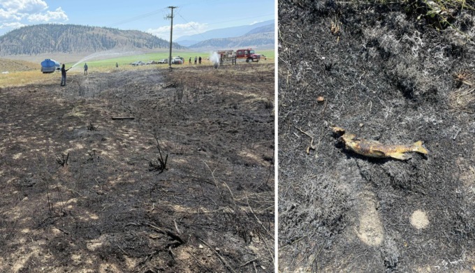 Un pesce cade dal cielo e provoca un incendio
