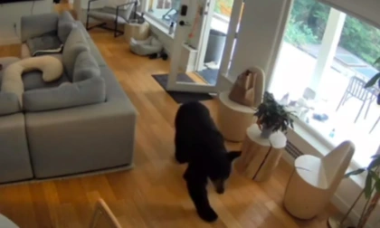 Il video del minuscolo cagnolino che mette in fuga l'orso entrato in casa