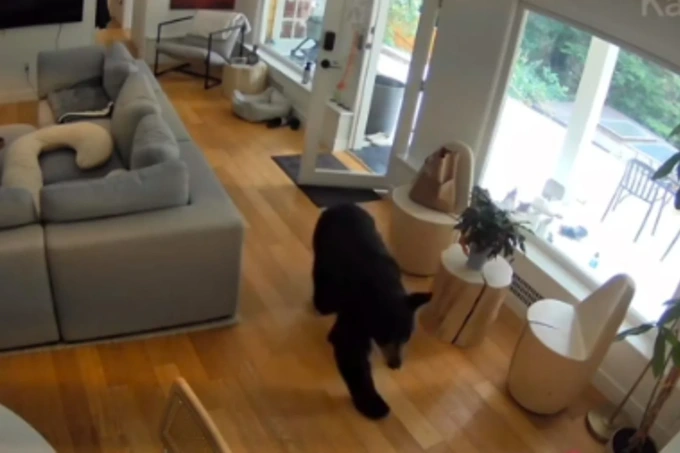 Il video del minuscolo cagnolino che mette in fuga l’orso entrato in casa