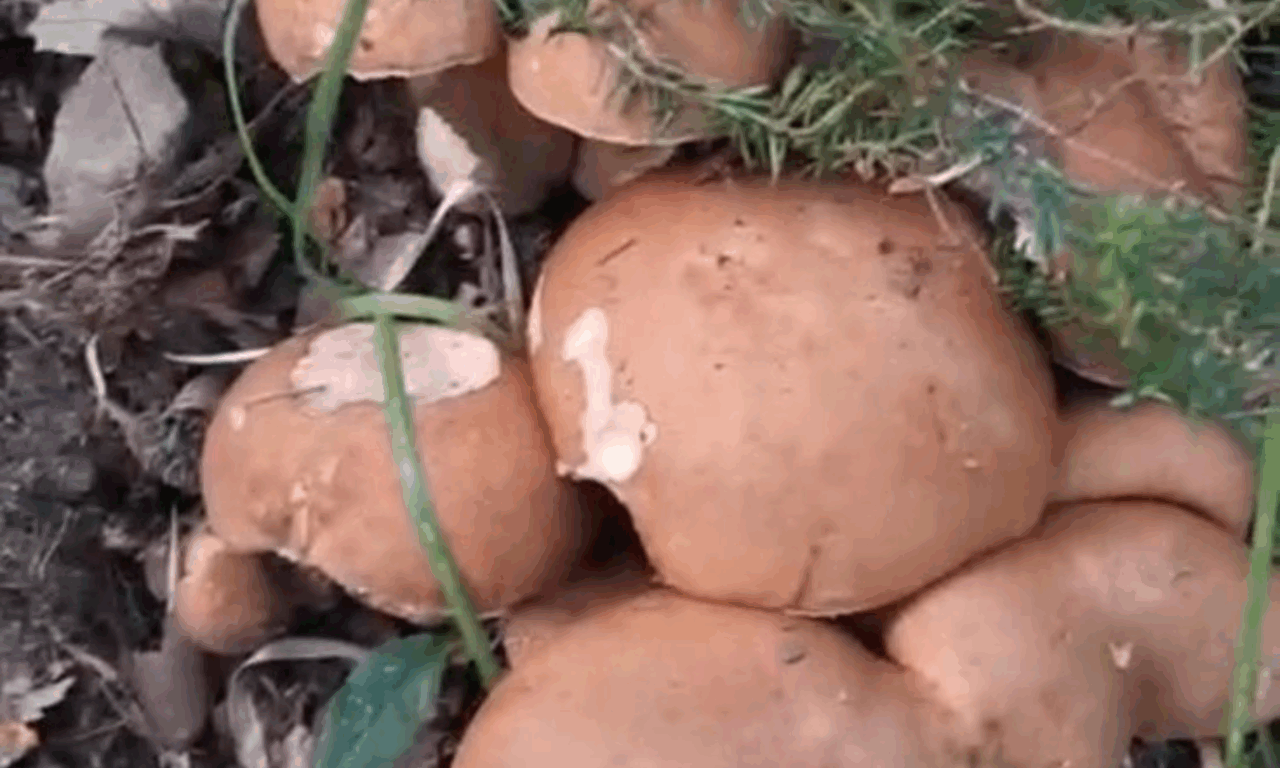 Scoperta colonia di porcini da record: ecco i ritrovamenti di funghi più curiosi