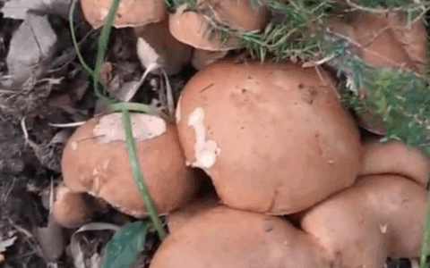 Scoperta colonia di porcini da record: ecco i ritrovamenti di funghi più curiosi