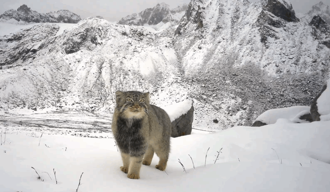 Il gatto fantasma dell’Himalaya: il misterioso felino di Pallas immortalato a 5.000 metri