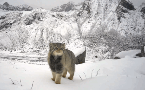 Il gatto fantasma dell’Himalaya: il misterioso felino di Pallas immortalato a 5.000 metri