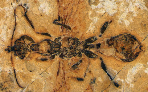 La “formica infernale”: scoperta la formica più antica di sempre, vissuta 113 milioni di anni fa