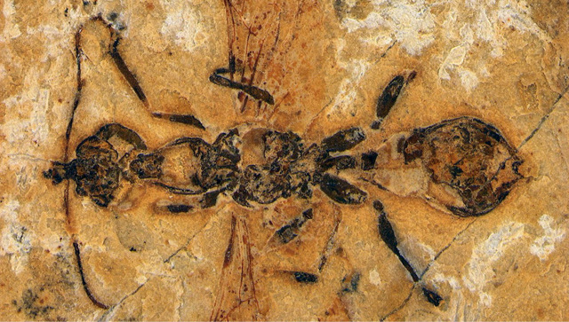 La “formica infernale”: scoperta la formica più antica di sempre, vissuta 113 milioni di anni fa