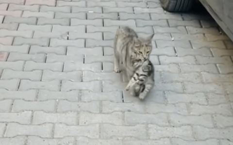 La gatta randagia che porta il suo micetto malato dal veterinario