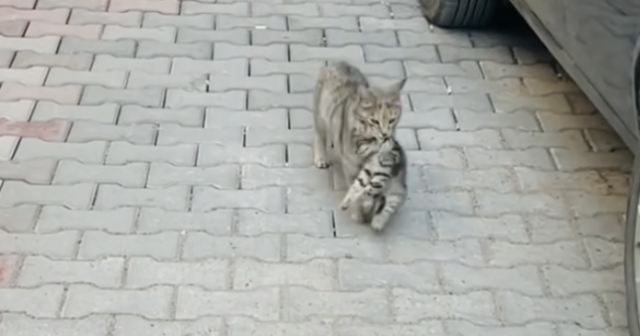 La gatta randagia che porta il suo micetto malato dal veterinario