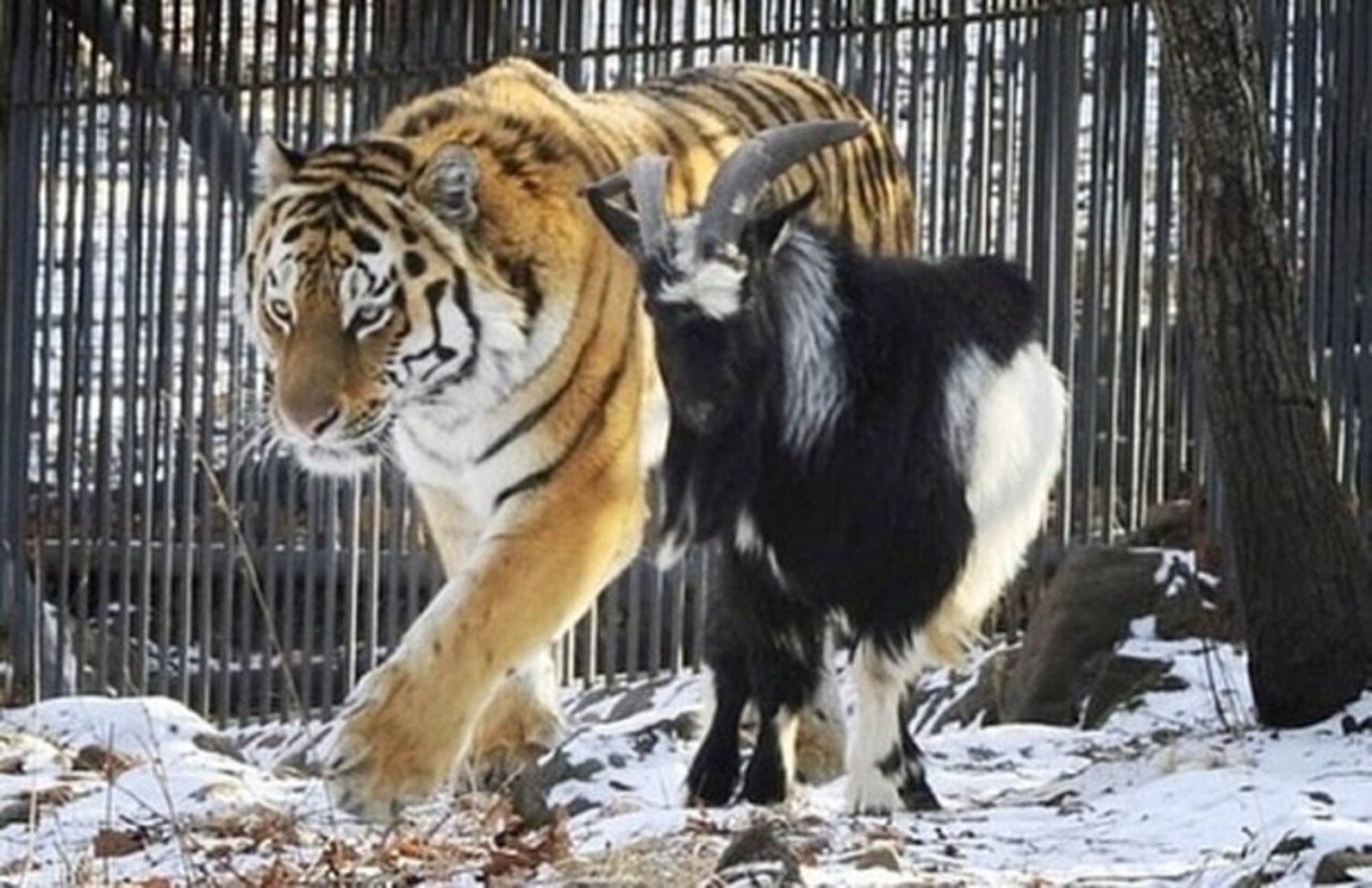 Doveva essere il suo pranzo, invece la capra ha finito per “bullizzare” la tigre