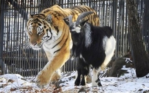 Doveva essere il suo pranzo, invece la capra ha finito per “bullizzare” la tigre