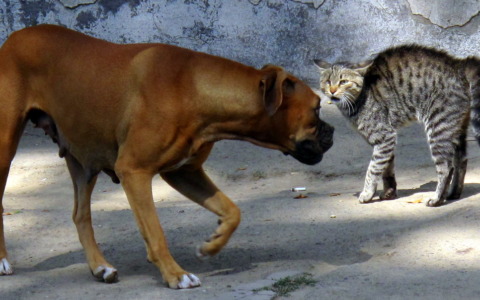 Cane e gatto non vanno d’accordo, e marito e moglie… divorziano