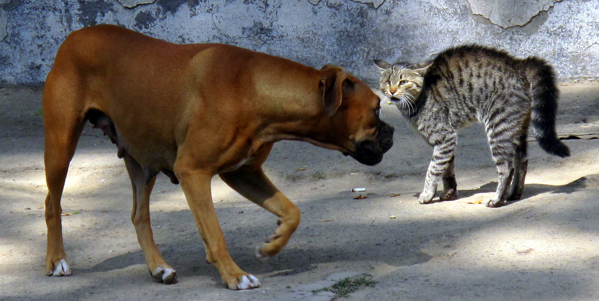 Cane e gatto non vanno d’accordo, e marito e moglie… divorziano