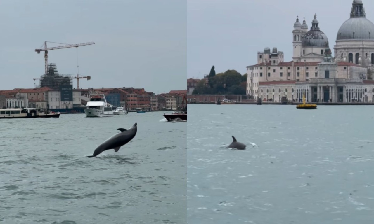 Venezia, un delfino nuota nel bacino di San Marco: lo spettacolo che ha incantato (e preoccupato) la città