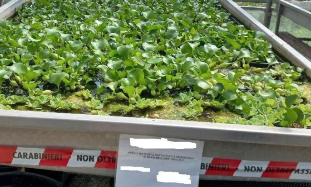 Fiore killer coltivato e venduto illegalmente a Cremona, è tra le piante più pericolose del pianeta