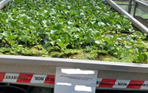 Fiore killer coltivato e venduto illegalmente a Cremona, è tra le piante più pericolose del pianeta