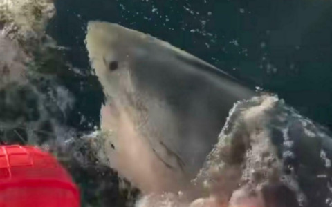 Il gigante degli abissi: tracciato in Canada lo squalo bianco più grande dell’Atlantico