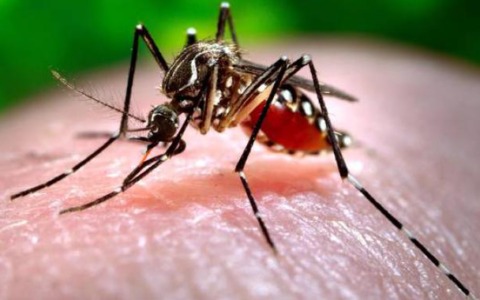 Sapete che esiste una fabbrica che produce 190 milioni di zanzare in una settimana?