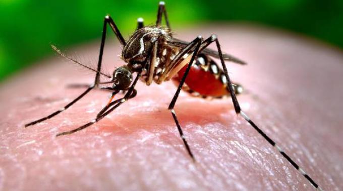 Sapete che esiste una fabbrica che produce 190 milioni di zanzare in una settimana?