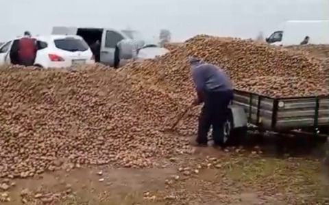 “Il contadino regala le patate”. Il post social è una bufala, l’assalto è reale: gli rubano 150 tonnellate di raccolto