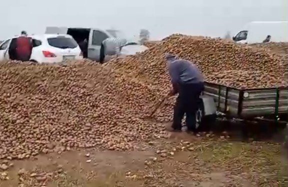 “Il contadino regala le patate”. Il post social è una bufala, l’assalto è reale: gli rubano 150 tonnellate di raccolto