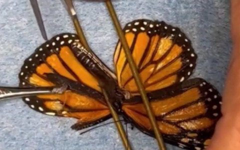 Il video della farfalla che torna a volare dopo un trapianto di ali