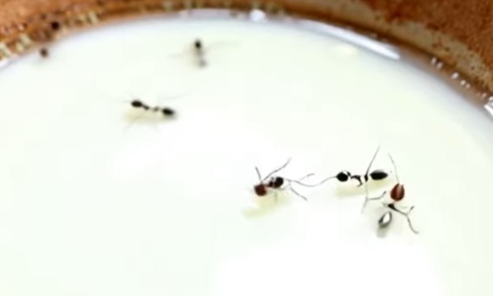 Sapete che esiste uno yogurt fatto… con le formiche?