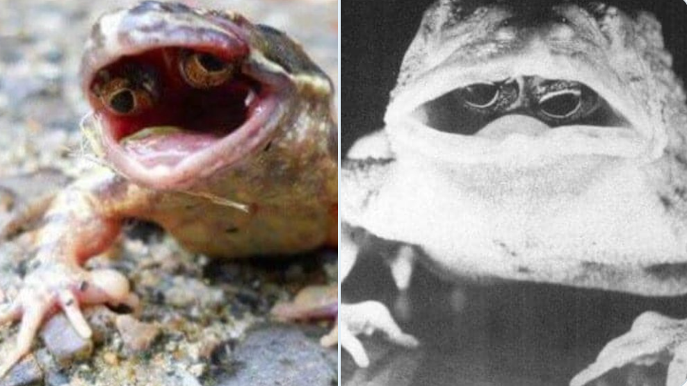 Il rospo con gli occhi all'interno della bocca: una delle più strane mutazioni mai viste in natura