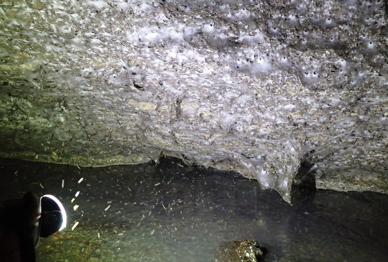 Scoperta la ragnatela più grande del mondo mai osservata: una metropoli da 111mila ragni