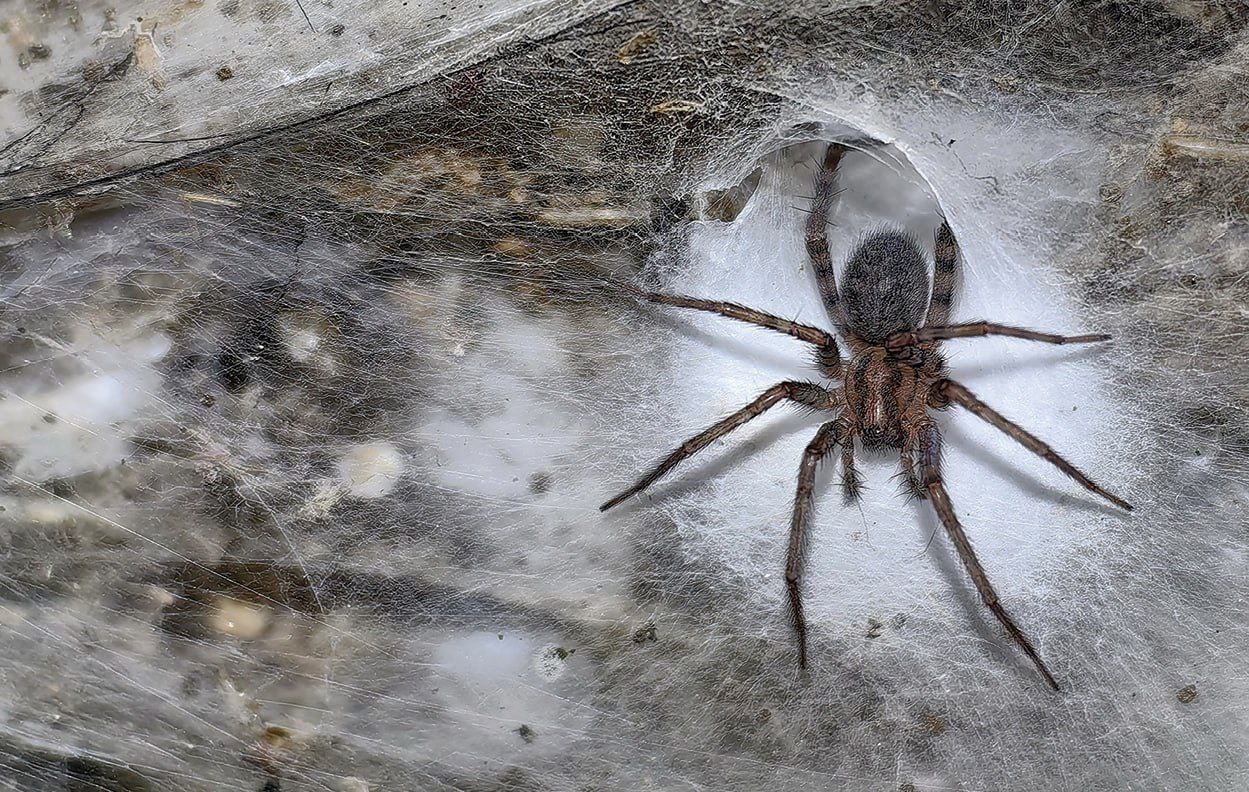 Scoperta la ragnatela più grande del mondo mai osservata: una metropoli da 111mila ragni