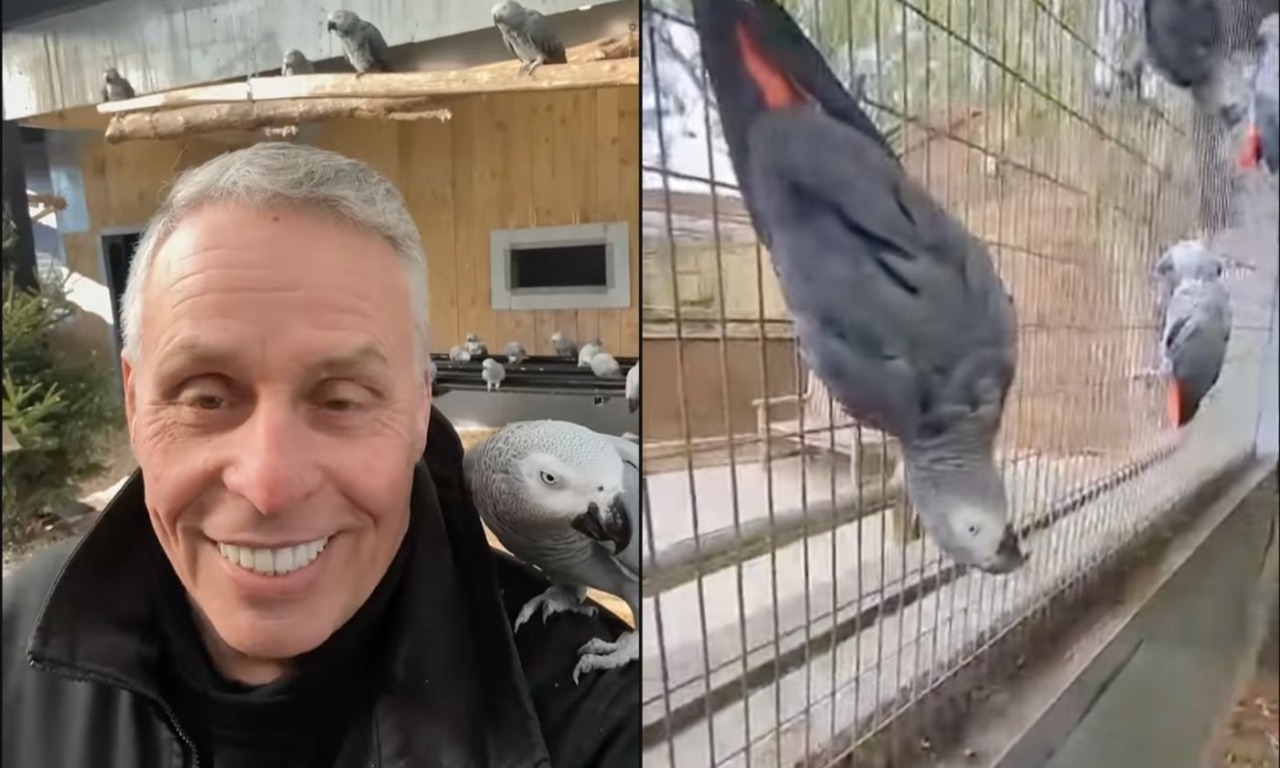 Lo zoo li separa per eccesso di parolacce: la storia dei pappagalli più volgari d’Inghilterra
