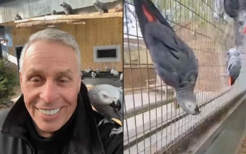 Lo zoo li separa per eccesso di parolacce: la storia dei pappagalli più volgari d’Inghilterra