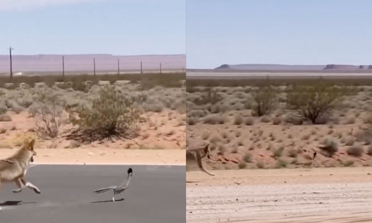 Willy il Coyote insegue Beep Beep nella vita reale (o forse no): il video virale che ha ricordato i Looney Tunes