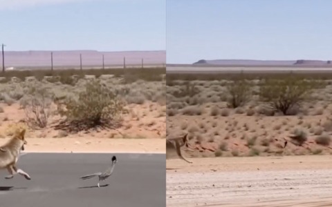 Willy il Coyote insegue Beep Beep nella vita reale (o forse no): il video virale che ha ricordato i Looney Tunes