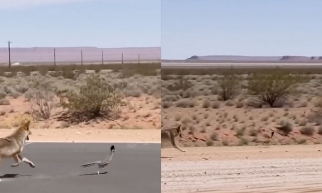 Willy il Coyote insegue Beep Beep nella vita reale (o forse no): il video virale che ha ricordato i Looney Tunes