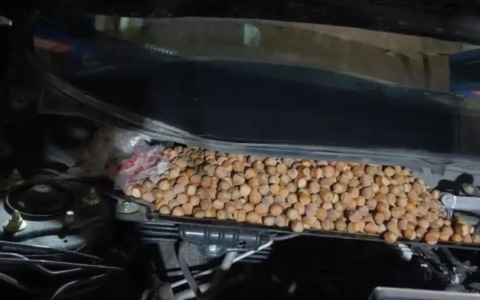 Si ritrova l’auto piena di nocciole: l’incredibile scoperta