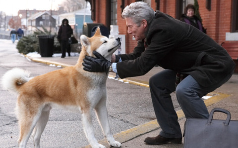 Ogni mattina va al bar a cercare il suo padrone che non c’è più: la storia di Giorgio, l’Hackiko italiano