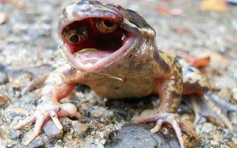 Il rospo con gli occhi all’interno della bocca: una delle più strane mutazioni mai viste in natura